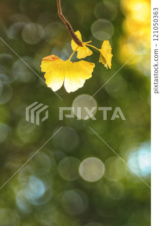 銀杏 銀杏 121050363