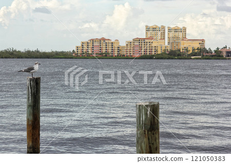 Seagull on Post With Buildings in Background Bradenton Florida Seagull on Post With Buildings in Background Bradenton Florida 121050383