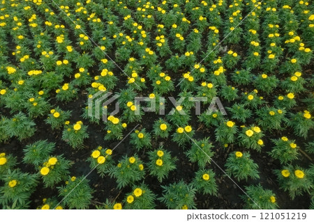 Marigold flowers in the garden. Marigold is a genus of flowering plants 121051219