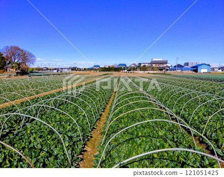 Winter spinach fields in the suburbs 121051425