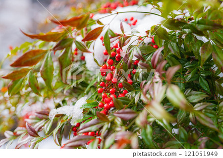 戴棉帽的南天紅果 121051949