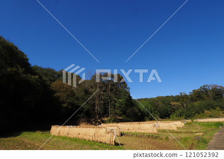 Scenery of rice planting in a valley 121052392