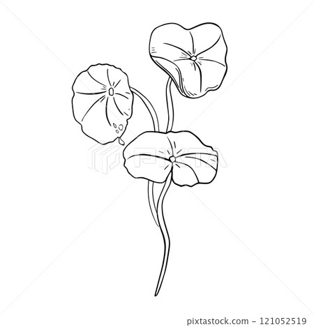 Centella asiatica bunch black white vector illustration isolated. Pennywort, gotu kola herbal plants hand drawn monochrome. Tiger herb linear sketch painted for package, label. Skin care centella. 121052519