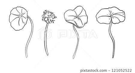 Centella asiatica black white vector illustration isolated. Pennywort, gotu kola herbal plants hand drawn monochrome. Tiger herb linear sketch for package, label. Skin care centella and flower. Centella asiatica black white vector illustration isolated. Pennywort, gotu kola herbal plants hand drawn monochrome. Tiger herb linear sketch for package, label. Skin care centella and flower. 121052522