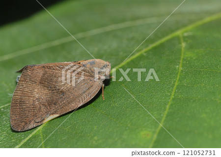 Chinese grasshopper (invasive species) 121052731