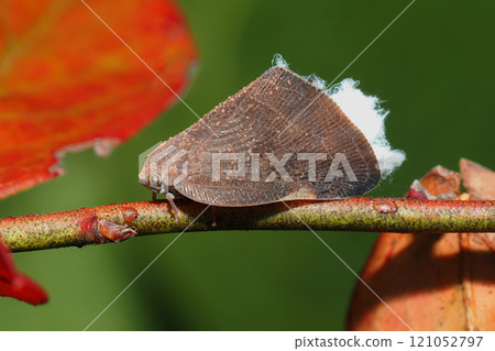 中國 Lamigasahagoromo（入侵種） 121052797