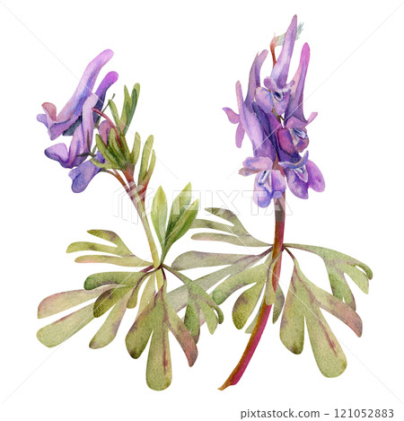 Spring forest flower, purple Corydalis pea vetch orchid Matthiola with leaves, isolated botanical illustration hand drawn in watercolor. Composition for wedding bouquet, florist shop, stationery. 121052883
