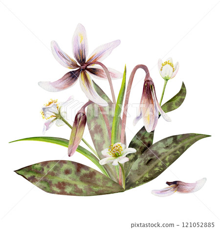 Spring flower, white forest anemone primrose, erythronium fawn trout lily, spotted green leaves, isolated botanical illustration hand drawn in watercolor. Florist shop, wedding stationery composition. 121052885