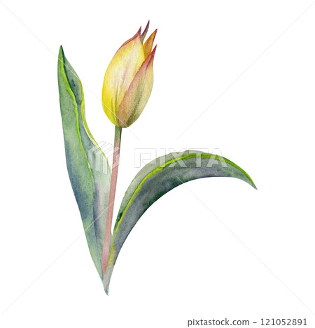Spring bulb flower, red and yellow tulip bud with stem and green leaves, isolated botanical illustration hand drawn in watercolor. Single element object for wedding bouquet, florist shop, stationery. Spring bulb flower, red and yellow tulip bud with stem and green leaves, isolated botanical illustration hand drawn in watercolor. Single element object for wedding bouquet, florist shop, stationery. 121052891