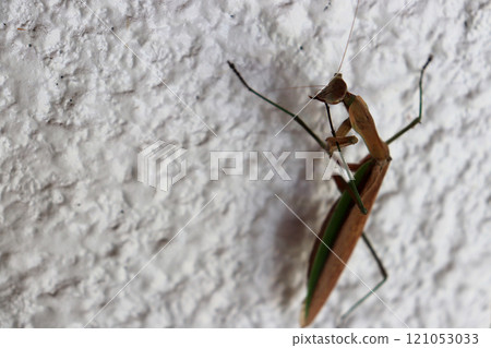 Mantis sticking to the wall Mantis sticking to the wall 121053033