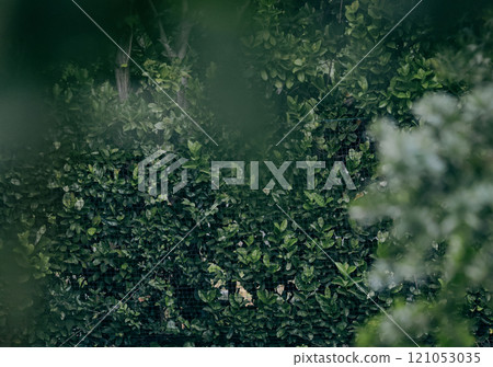 green bush with lush foliage, fence and held by a barely noticeable plastic net green bush with lush foliage, fence and held by a barely noticeable plastic net 121053035