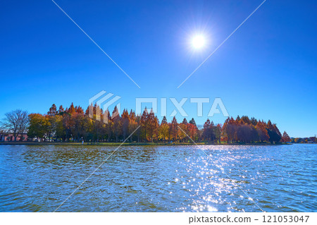從東京葛飾區水元公園隔著小代目眺望埼玉縣三鄉市的三鄉公園 121053047