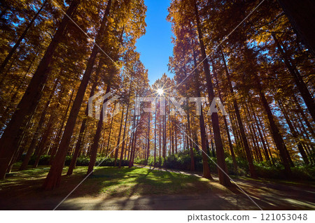 東京水本公園的水杉林 東京水本公園的水杉林 121053048