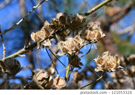 芙蓉萎縮 121053328