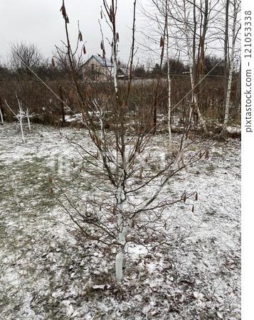 Winter garden with snow-covered trees 121053338