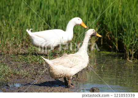 Cute white duck looking for food on wet mud soil land in the rice file at farm countryside. Healthy domesticated duck bird in farm village at breeding season. Cute white duck looking for food on wet mud soil land in the rice file at farm countryside. Healthy domesticated duck bird in farm village at breeding season. 121053339