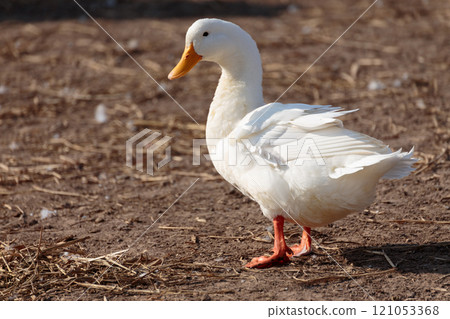 Cute white duck standing on dirt ground in the farm countryside with beautiful sunlight in summer day. Healthy domesticated duck bird in farm village at breeding season. Cute white duck standing on dirt ground in the farm countryside with beautiful sunlight in summer day. Healthy domesticated duck bird in farm village at breeding season. 121053368