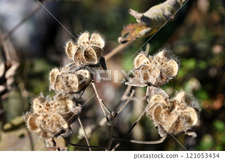 Withering Furong Withering Furong 121053434