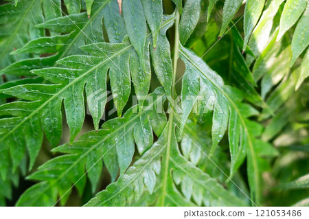 蕨類 羊齒草 植物 特寫 微距 fern leaf plant 羊歯 シダ 121053486