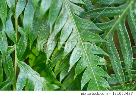 fern fern plant close up macro fern leaf plant fern leaf plant シダ 121053487