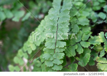fern fern plant close up macro fern leaf plant fern leaf plant シダ fern fern plant close up macro fern leaf plant fern leaf plant シダ 121053491