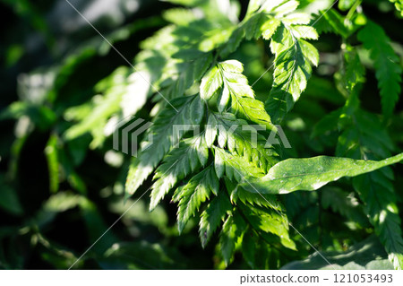 蕨類 羊齒草 植物 特寫 微距 fern leaf plant 羊歯 シダ 蕨類 羊齒草 植物 特寫 微距 fern leaf plant 羊歯 シダ 121053493