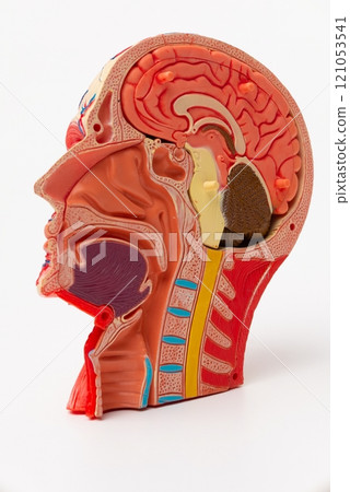 Human head anatomy model for education 121053541