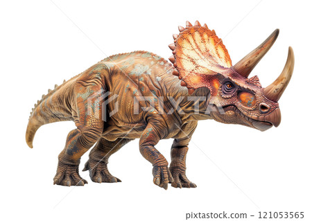 Triceratops is a genus of herbivorous dinosaurs from the ceratopsid family that existed at the end of the Maastrichtian century of the Cretaceous period. 121053565