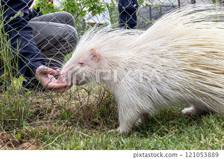 Man gently touches an albino porcupine through mesh fence Man gently touches an albino porcupine through mesh fence 121053889