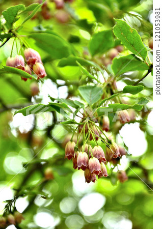 Kanaboriyama in the Misaka Mountains: Enkianthus campanulatus flowers Kanaboriyama in the Misaka Mountains: Enkianthus campanulatus flowers 121053981