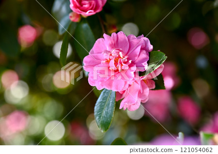 Double-flowered sasanqua Double-flowered sasanqua 121054062