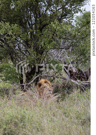 African male lion in natural habitat. Safari in South Africa savannah. wildlife African male lion in natural habitat. Safari in South Africa savannah. wildlife 121054163