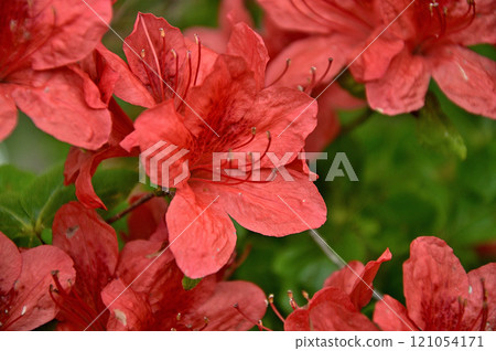 Oishi Pass in the Misaka Mountains: Mountain Azalea 121054171