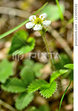 White-flowered snakeberry on Mt. Nakafuji in the Misaka Mountains White-flowered snakeberry on Mt. Nakafuji in the Misaka Mountains 121054182