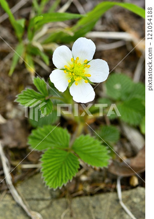 禦坂山的中富士山、白花彼草莓 禦坂山的中富士山、白花彼草莓 121054188
