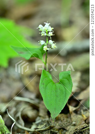 禦坂山脈的釋迦岳 121054213