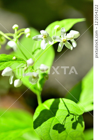 禦坂山脈的釋迦岳、草立花 121054222