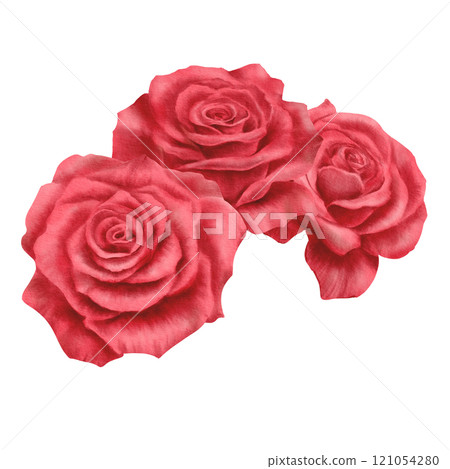 Red roses in a semicircular arrangement in realistic style in watercolor technique as a symbol of love,passion,desire.Hand-drawn watercolor illustration for Valentine's Day,Woman's day Red roses in a semicircular arrangement in realistic style in watercolor technique as a symbol of love,passion,desire.Hand-drawn watercolor illustration for Valentine's Day,Woman's day 121054280