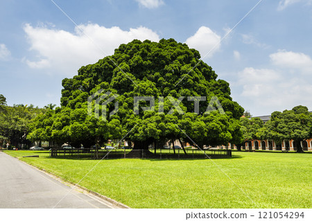 Beautiful view of the large Banyan Garden on the National Cheng Kung University (NCKU) campus in Tainan, Taiwan. Beautiful view of the large Banyan Garden on the National Cheng Kung University (NCKU) campus in Tainan, Taiwan. 121054294