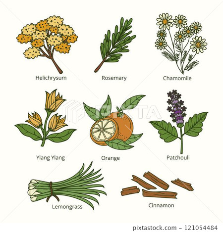 Hand draw essential oil herb collection 121054484
