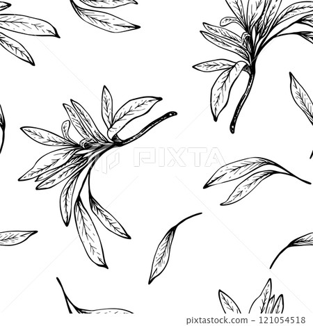 Olive tree branch vector seamless pattern. No fruit with leaves. Black Ink linear drawing. Hand drawn illustration. Fruitless rosemary, bay leaf clipart for wallpaper, fabric. Isolated from background Olive tree branch vector seamless pattern. No fruit with leaves. Black Ink linear drawing. Hand drawn illustration. Fruitless rosemary, bay leaf clipart for wallpaper, fabric. Isolated from background 121054518