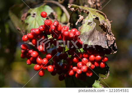 Viburnum berries in winter 121054581