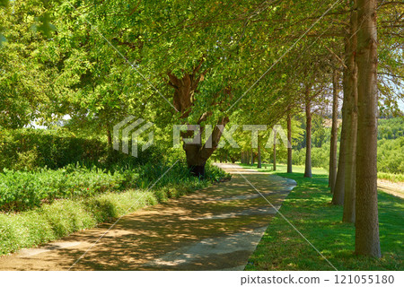Big leafy trees standing in a row on a scenic garden route to the vineyards in Sellenbosch, South Africa. Park with trees and a pathway for strolling. Empty garden for relaxing and admiring nature Big leafy trees standing in a row on a scenic garden route to the vineyards in Sellenbosch, South Africa. Park with trees and a pathway for strolling. Empty garden for relaxing and admiring nature 121055180