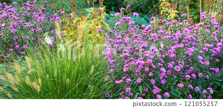 Violet aster flowers in a decorative garden plant. A garden of all seasons. A view of blooming aster flowers with different plants on a sunny day. A scenic view of violet aster flowers in a lawn area 121055257
