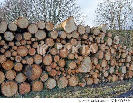 Tree logs from the forest in a pile. Closeup of brown wooden texture background of stumps of chopped and stacked firewood. Collecting dry lumber split hardwood material for winter and deforestation Tree logs from the forest in a pile. Closeup of brown wooden texture background of stumps of chopped and stacked firewood. Collecting dry lumber split hardwood material for winter and deforestation 121055279