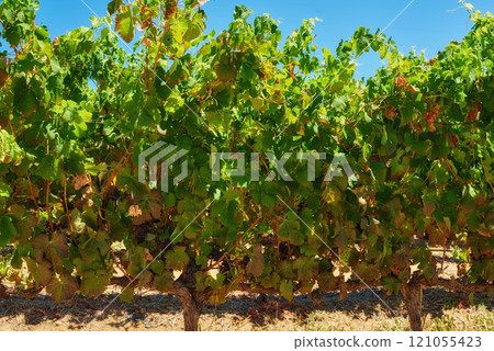 Home of South African wine Home of South African wine 121055423