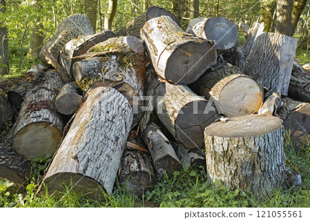 Pile of wooden logs lying on the grass in a forest. Freshly chopped tree pines for alternative heat such as woodfires. A woodpile used in the timber or lumber industry. A stack of ready cut dry wood Pile of wooden logs lying on the grass in a forest. Freshly chopped tree pines for alternative heat such as woodfires. A woodpile used in the timber or lumber industry. A stack of ready cut dry wood 121055561