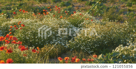 Landscape of orange lily flowers and shrubs in a meadow. Plants growing in a nature reserve in spring. Beautiful flowering plants budding in its natural environment. Flora blooming on a remote farm Landscape of orange lily flowers and shrubs in a meadow. Plants growing in a nature reserve in spring. Beautiful flowering plants budding in its natural environment. Flora blooming on a remote farm 121055856