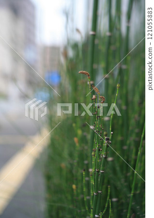 Horsetail growing along the road Horsetail growing along the road 121055883