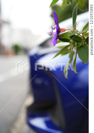 車庫裡盛開的藍色花朵 車庫裡盛開的藍色花朵 121055893